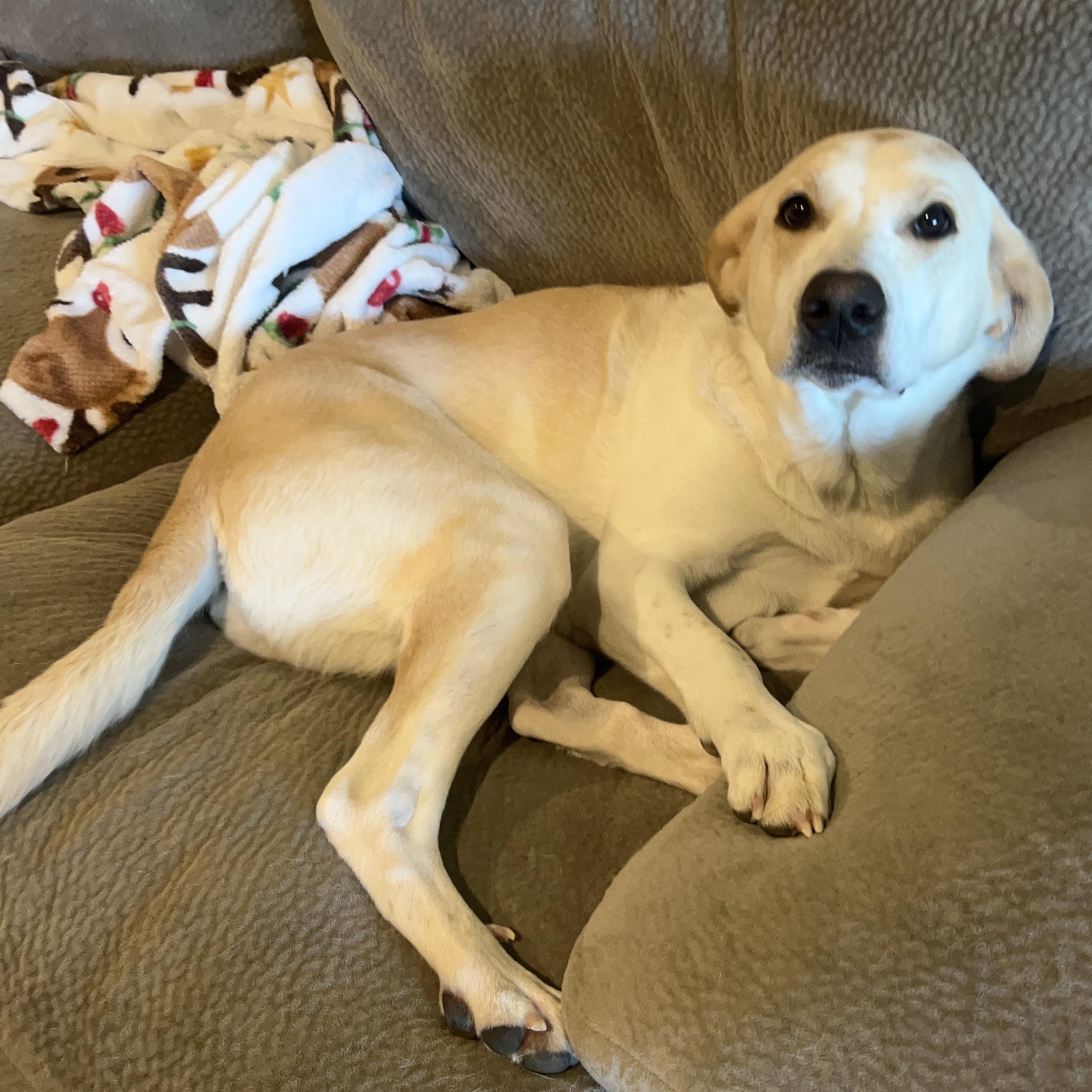 Enlarge **COURTESY LISTING** Minnie, a Adoptable mixed breed in Moscow, ID image 3/6