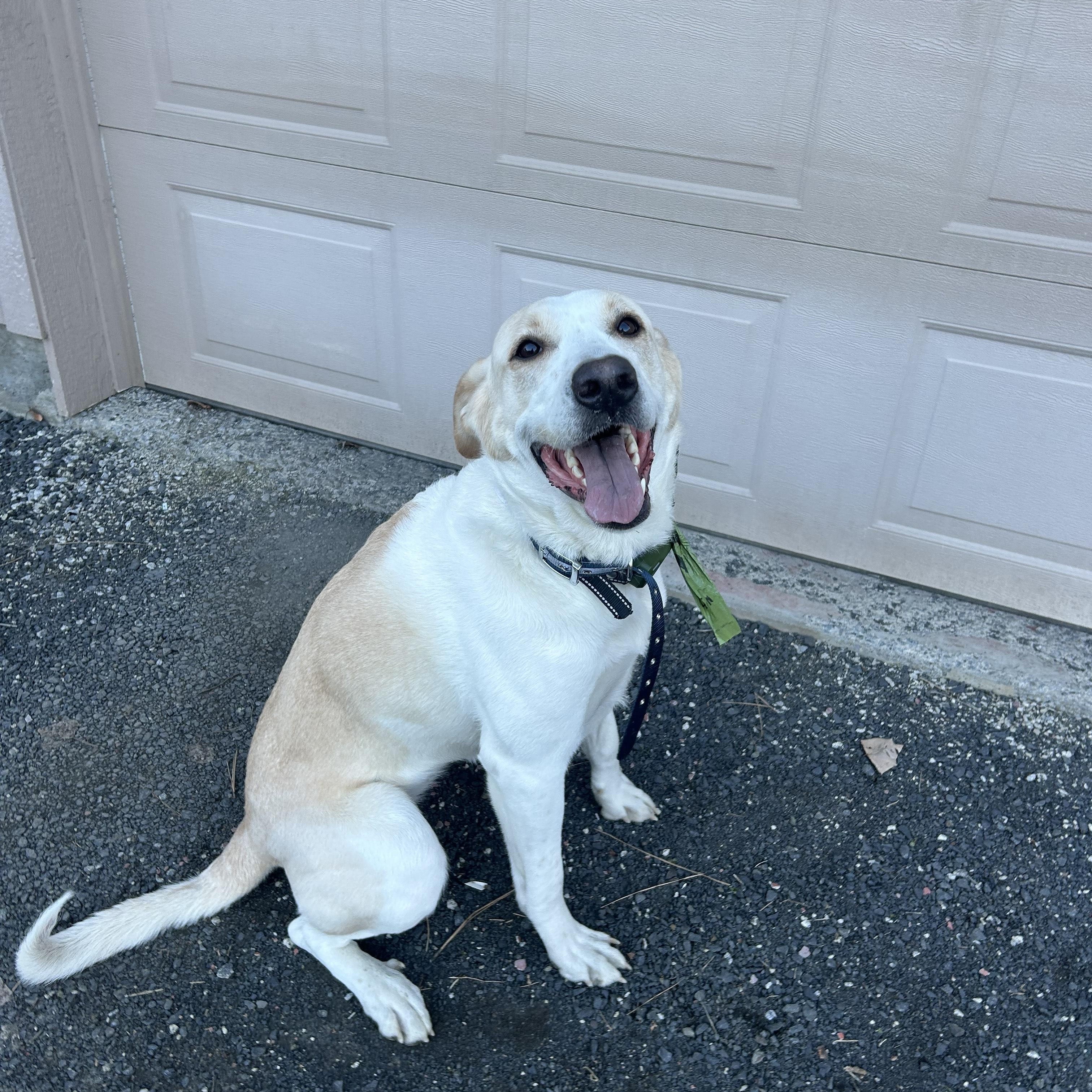 Enlarge **COURTESY LISTING** Minnie, a Adoptable mixed breed in Moscow, ID image 5/6