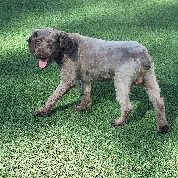 Mister Slate 0332, Adoptable, Adult Male Poodle & None.