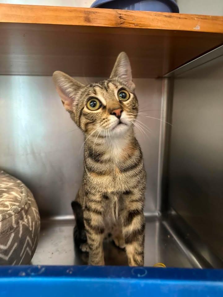 Poppy, a ADOPTABLE Domestic Short Hair in Wilmington, NC image 2/4