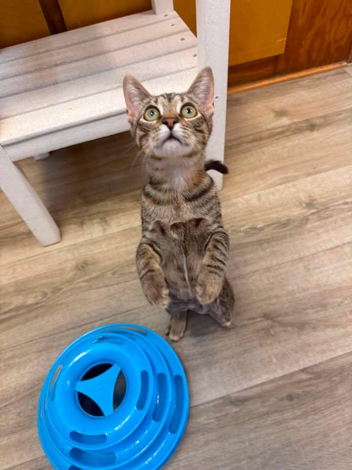 Poppy, a ADOPTABLE Domestic Short Hair in Wilmington, NC image 3/4