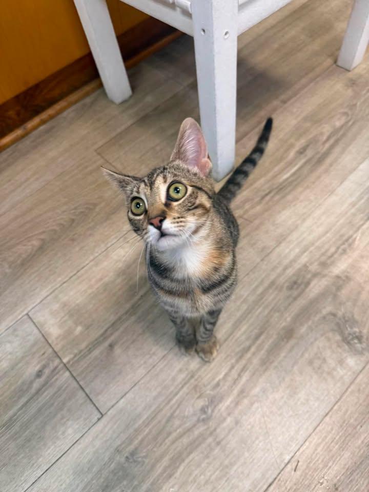 Poppy, ADOPTABLE, Young Female Domestic Short Hair.