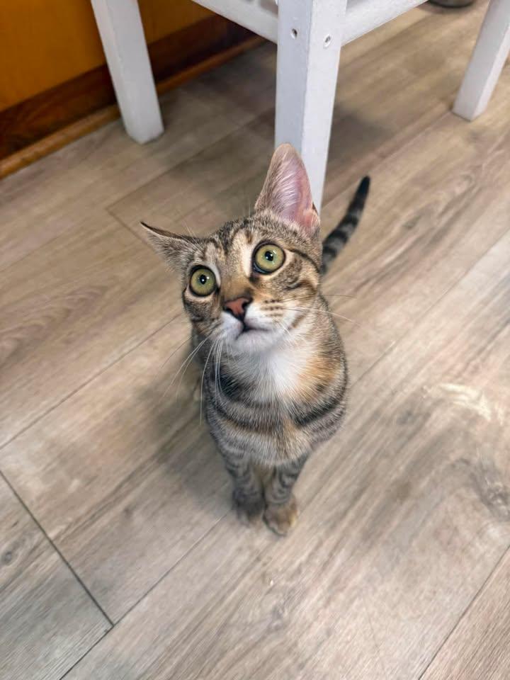 Poppy, a ADOPTABLE Domestic Short Hair in Wilmington, NC image 4/4