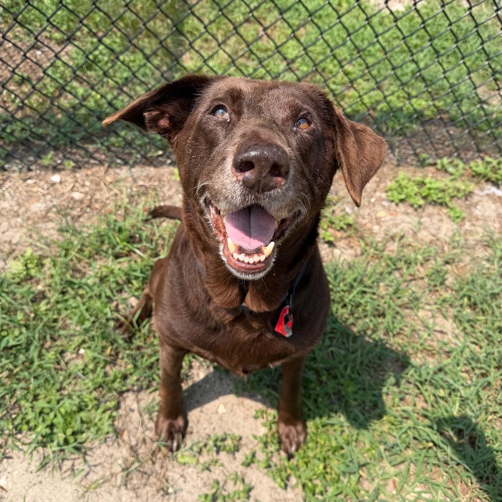 Cola, a Adoptable Mixed Breed in Jacksonville, FL image 1/3