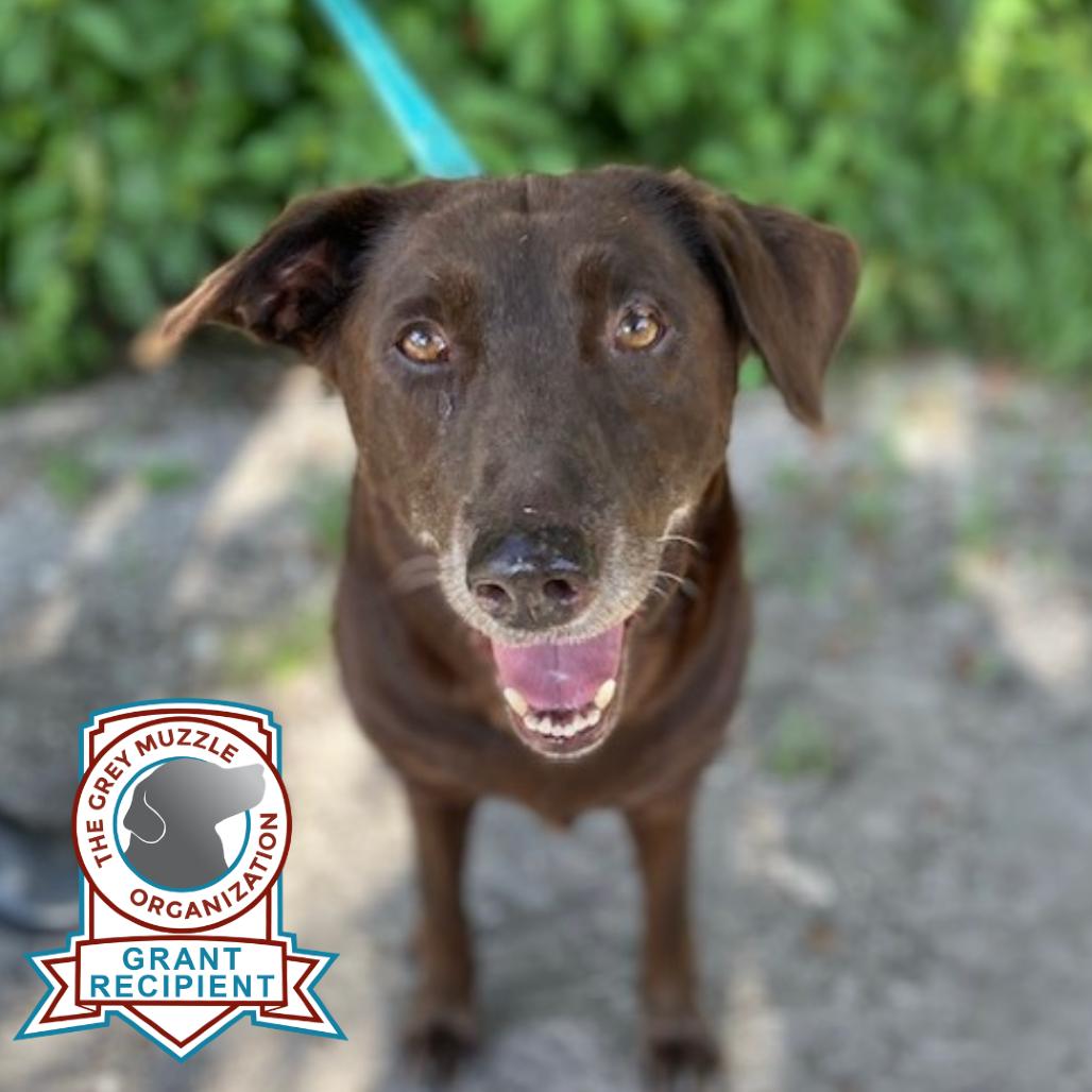 Cola, a Adoptable Mixed Breed in Jacksonville, FL image 1/2