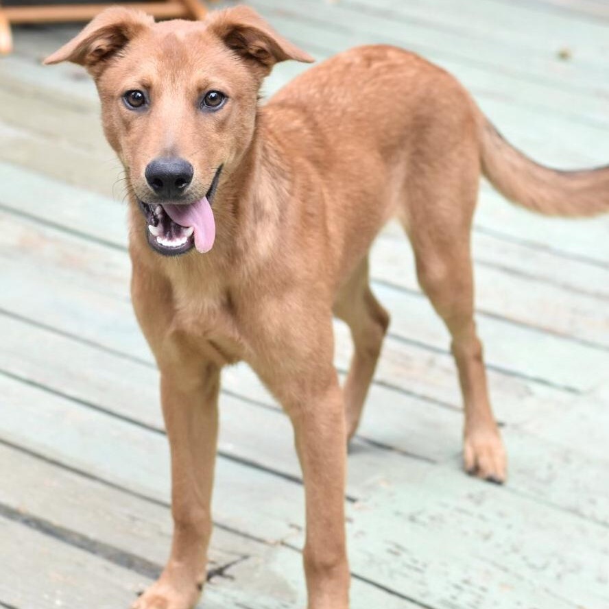 Enlarge Carter (Victoria Litter), a Adoptable mixed breed in Coopersburg, PA image 6/6