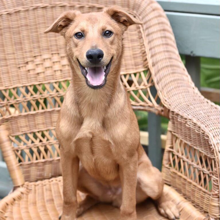 Enlarge Carter (Victoria Litter), a Adoptable mixed breed in Coopersburg, PA image 3/6