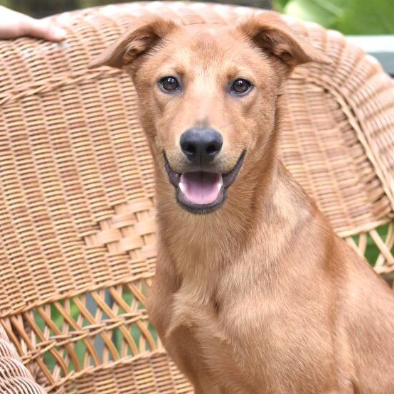 Enlarge Carter (Victoria Litter), a Adoptable mixed breed in Coopersburg, PA image 1/6