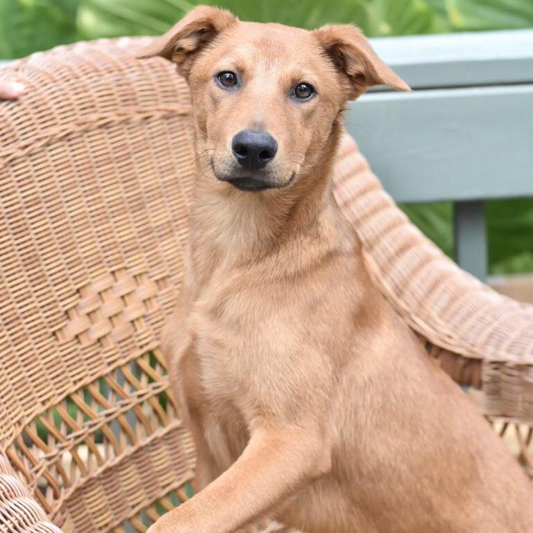 Enlarge Carter (Victoria Litter), a Adoptable mixed breed in Coopersburg, PA image 2/6