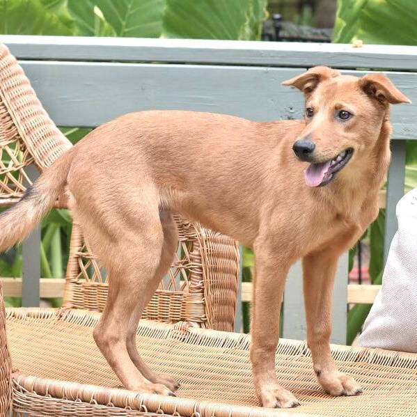 Enlarge Carter (Victoria Litter), a Adoptable mixed breed in Coopersburg, PA image 4/6