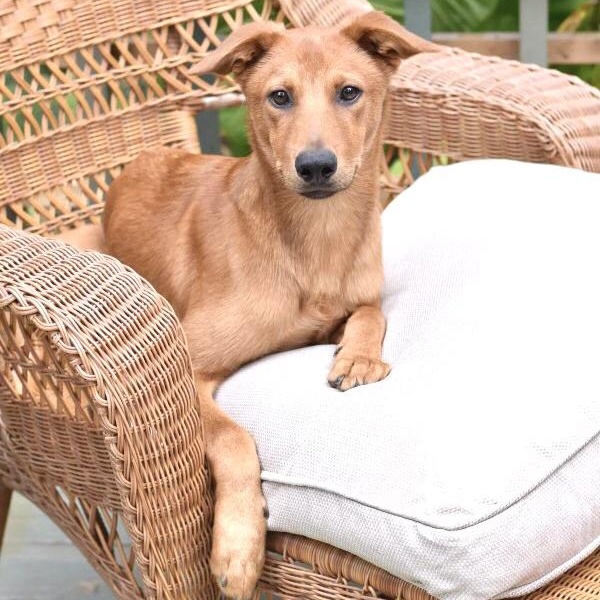 Enlarge Carter (Victoria Litter), a Adoptable mixed breed in Coopersburg, PA image 5/6