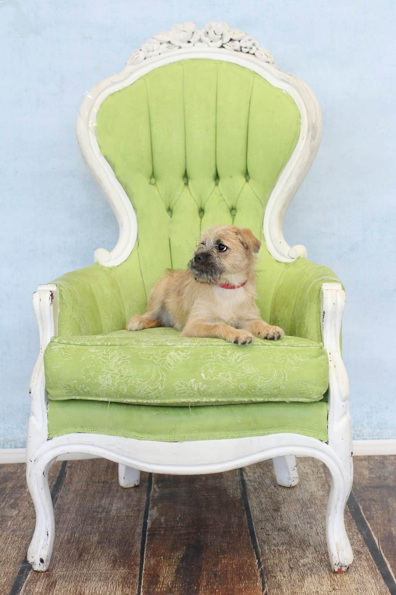 Enlarge Griff, a Adoptable mixed breed in Torrington, CT image 3/4