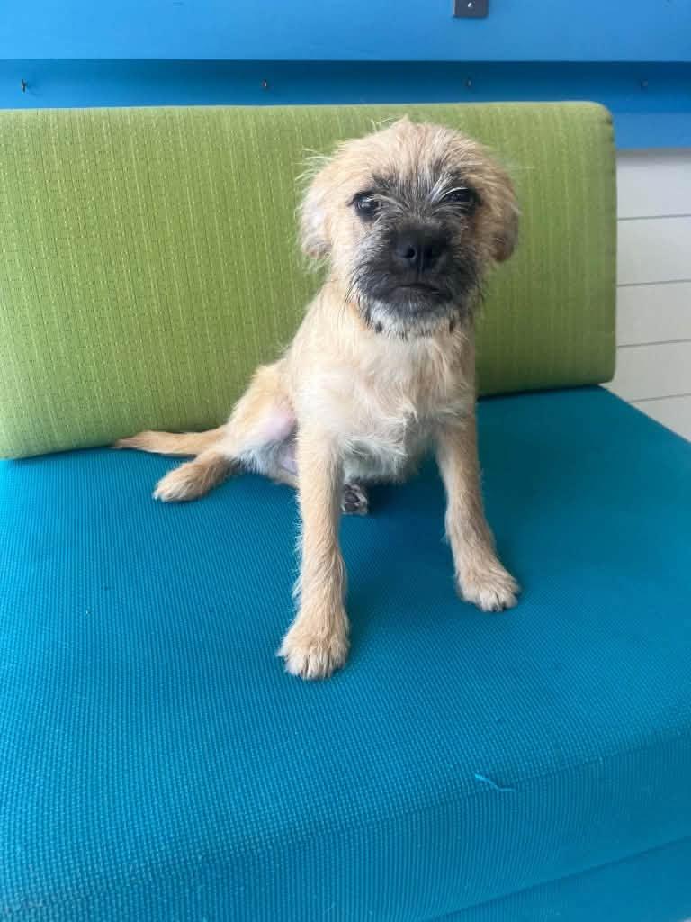Enlarge Griff, a Adoptable mixed breed in Torrington, CT image 2/4