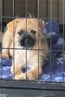 Enlarge Griff, a Adoptable mixed breed in Torrington, CT image 4/4