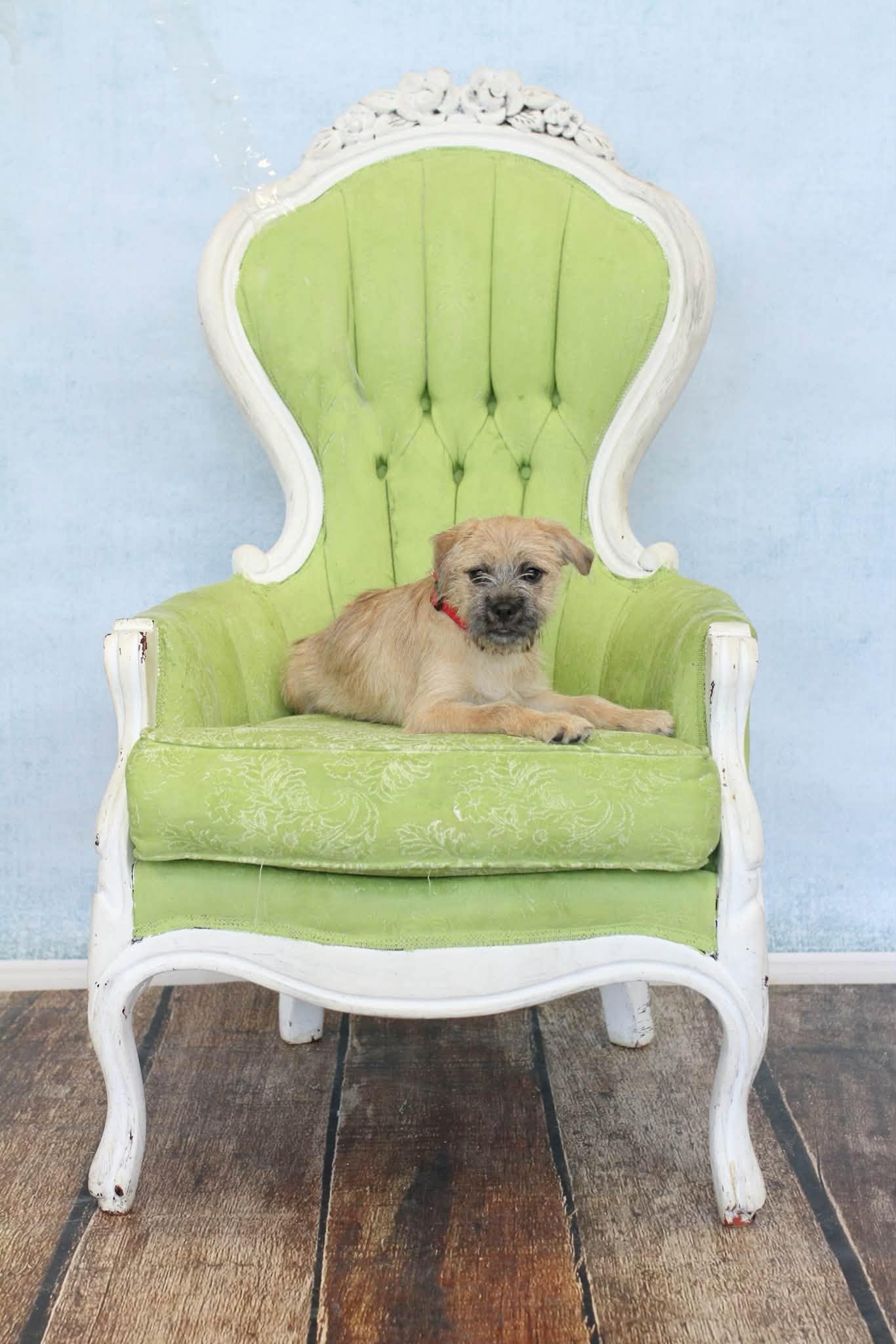 Enlarge Griff, a Adoptable mixed breed in Torrington, CT image 1/4