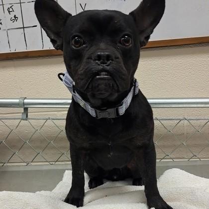 Enlarge Leon, a Adoptable mixed breed in Dallas, TX image 3/4