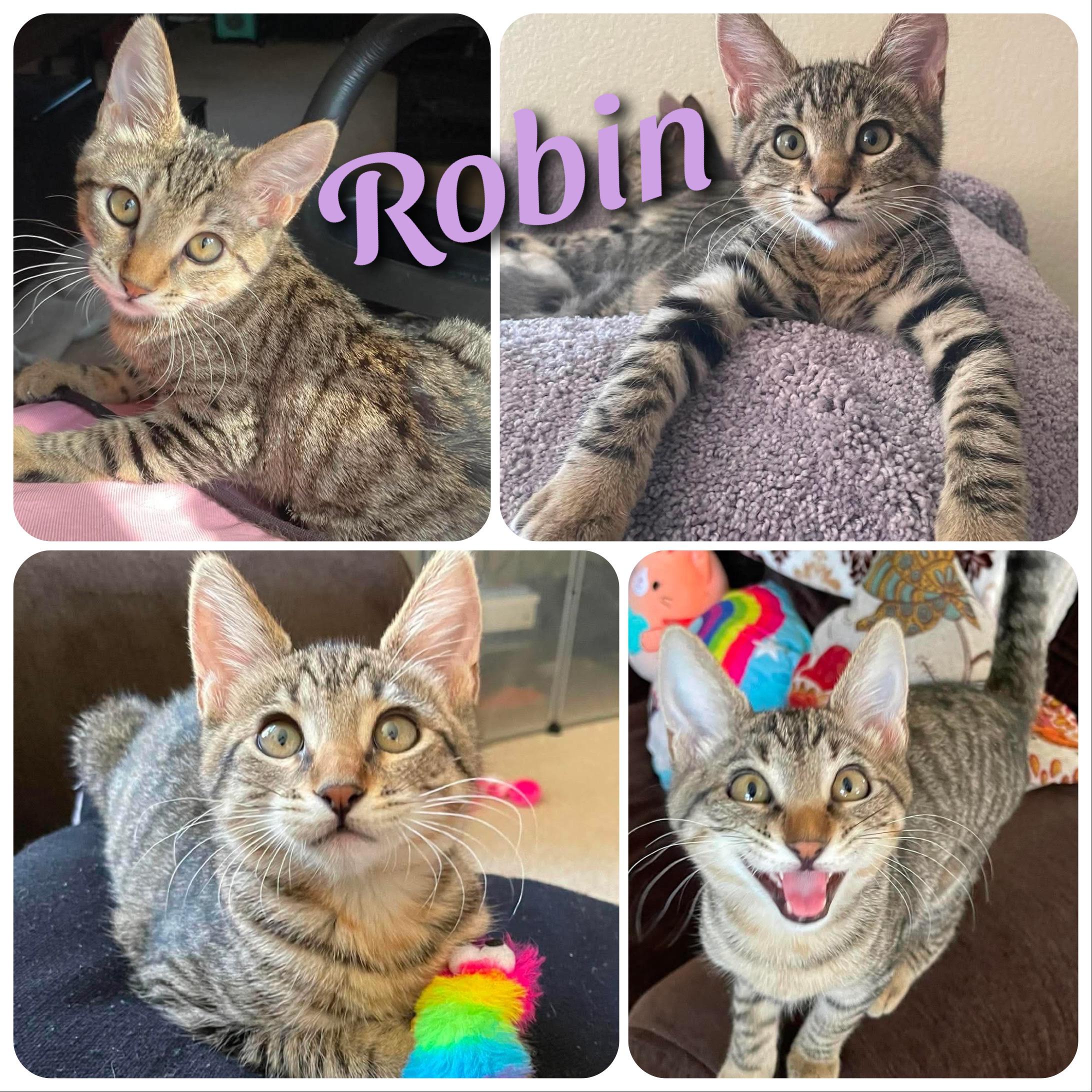 Robin, ADOPTABLE, Kitten Female Domestic Short Hair.