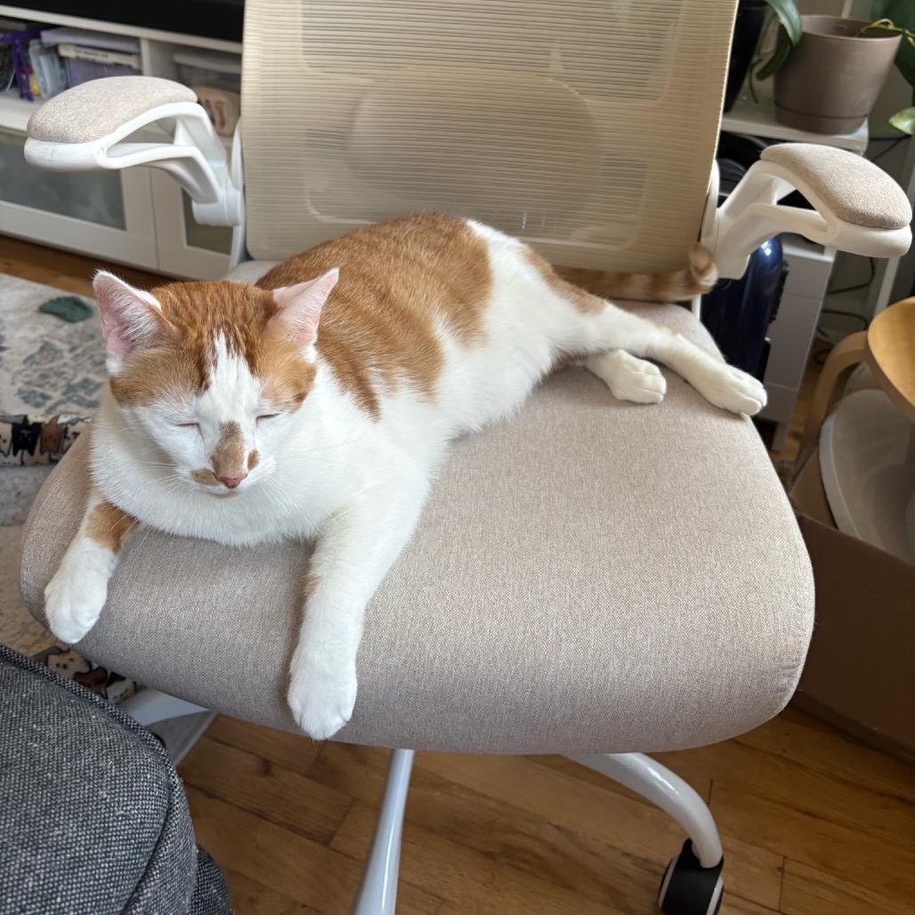 Enlarge Manuel, a Adoptable Domestic Short Hair in Westhampton, NY image 2/6