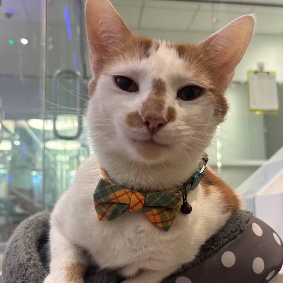 Enlarge Manuel, a Adoptable Domestic Short Hair in Westhampton, NY image 4/6