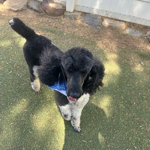 Bodhi, an adopted Poodle in Agua Dulce, CA image 4/5