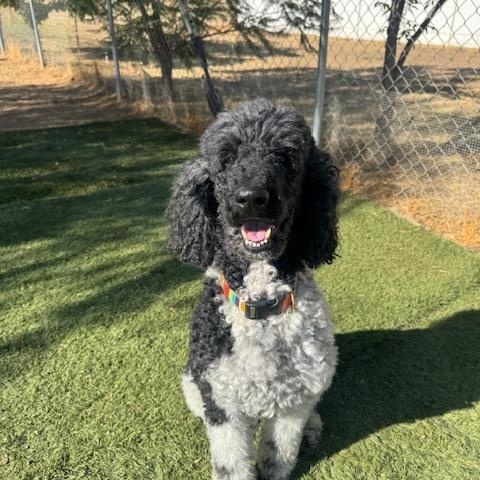 Bodhi, an adoptable Poodle in Agua Dulce, CA image 2/6