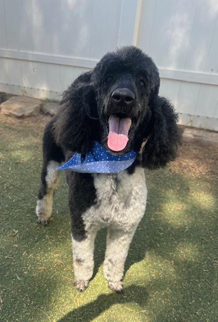 Bodhi, adopted, Adult Male Poodle.