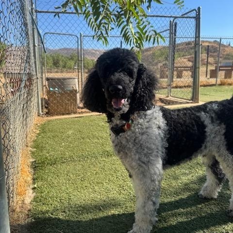 Bodhi, an adoptable Poodle in Agua Dulce, CA image 4/6