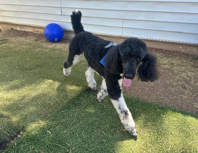Bodhi, an adopted Poodle in Agua Dulce, CA image 5/5
