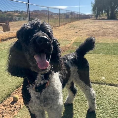 Bodhi, an adoptable Poodle in Agua Dulce, CA image 6/6