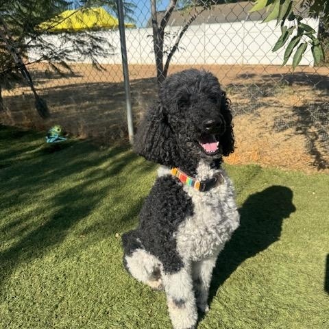Bodhi, adoptable, Adult Male Poodle.