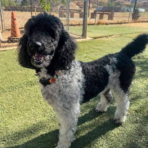 Bodhi, an adoptable Poodle in Agua Dulce, CA image 5/6