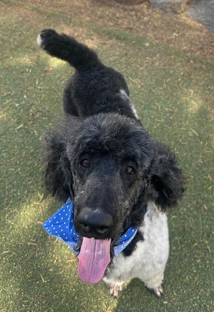 Bodhi, an adopted Poodle in Agua Dulce, CA image 3/5