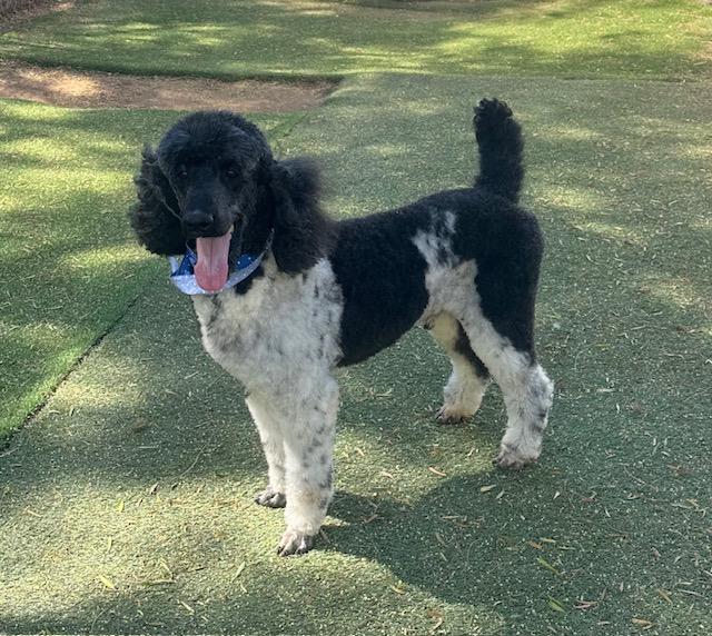 Bodhi, an adopted Poodle in Agua Dulce, CA image 2/5