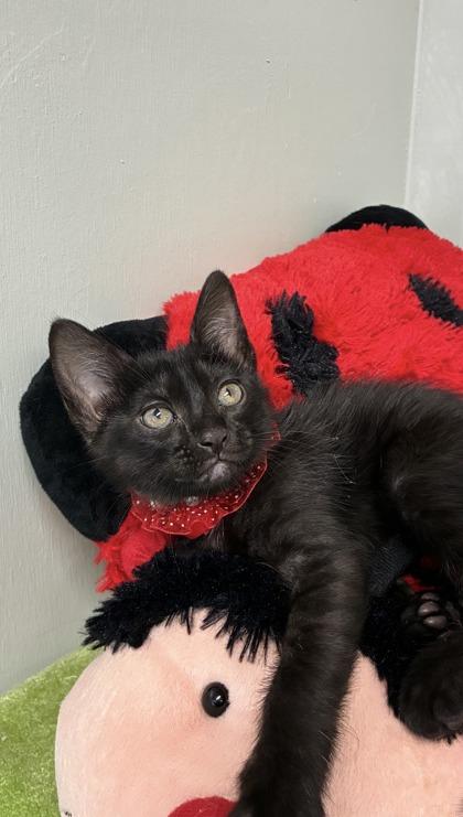 Empress Belle, Adoptable, Kitten Female Domestic Short Hair & Domestic Short Hair.