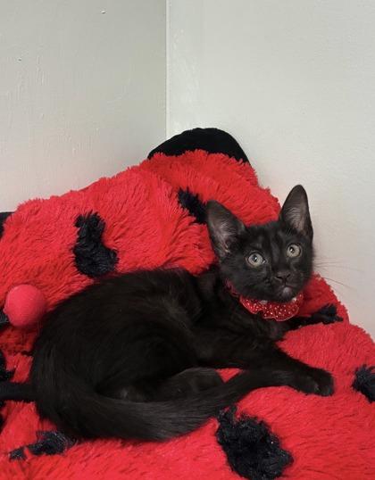 Enlarge Empress Belle, a Adoptable mixed breed in Picayune, MS image 2/2