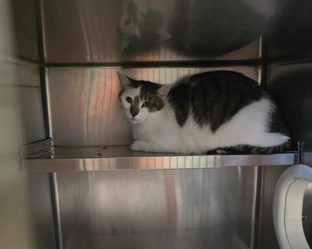 ZUKO, Adoptable, Young Male Domestic Short Hair.