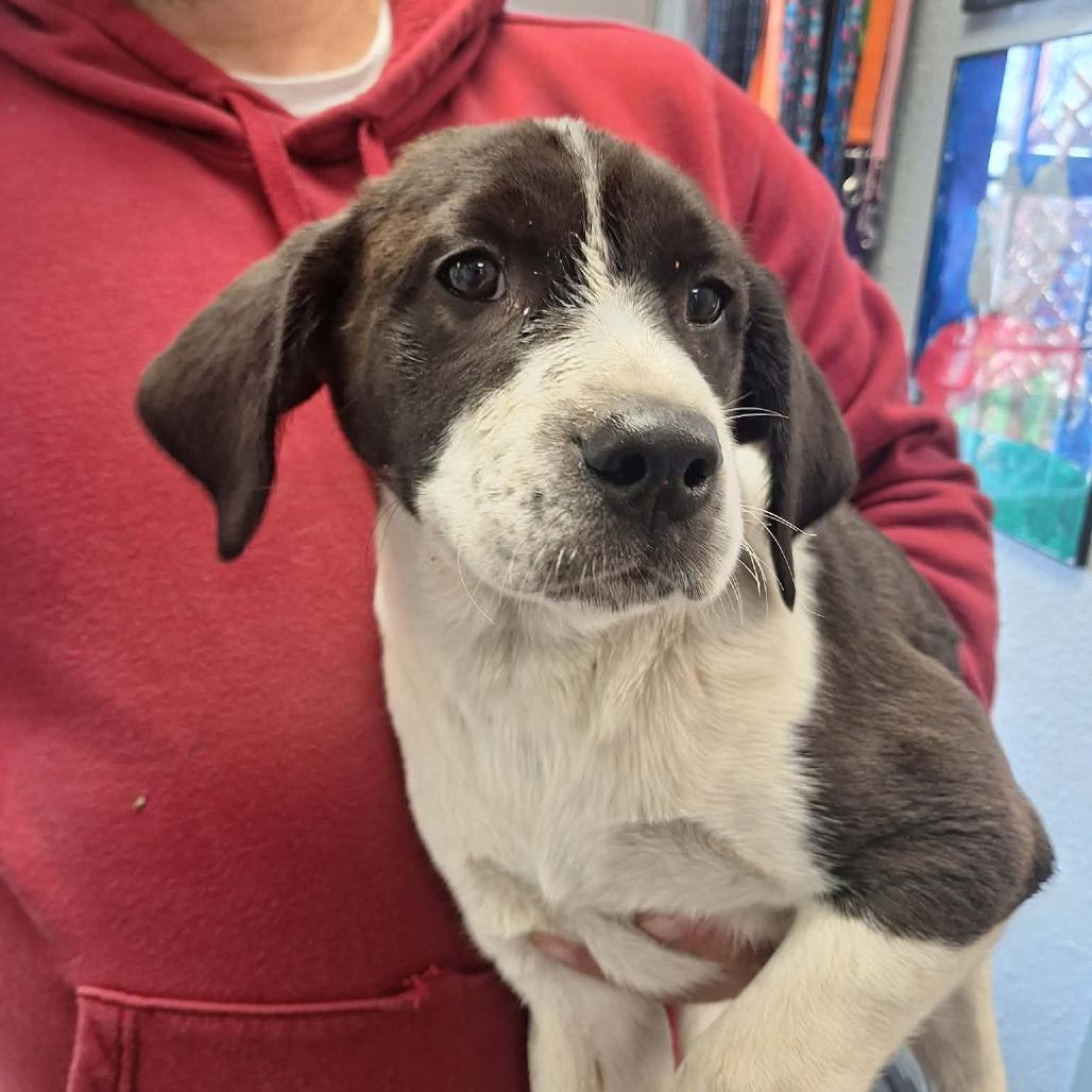 Enlarge Cormac, a Adoptable mixed breed in Madill, OK image 2/2