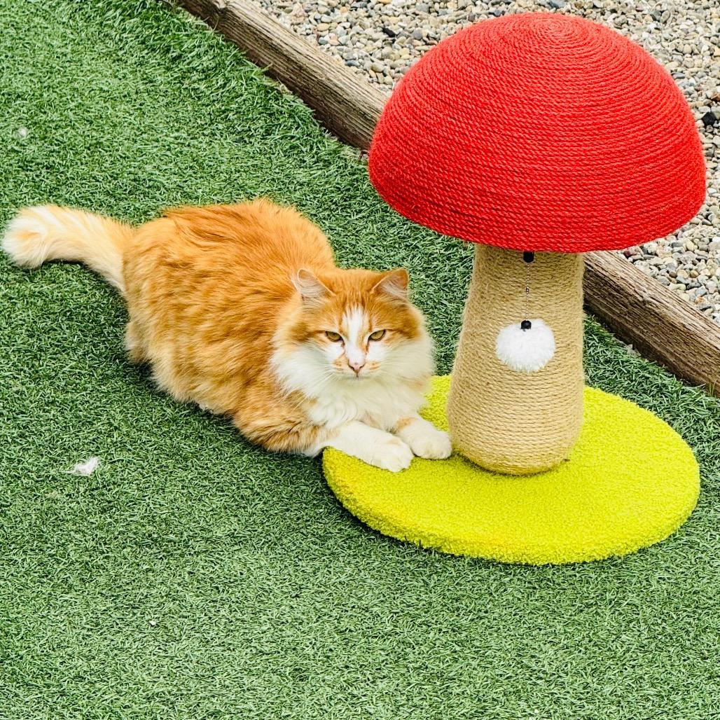 Enlarge Leo, a Adoptable Domestic Medium Hair in San Pablo, CA image 1/3