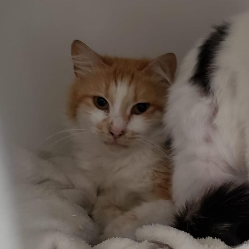 Leo, a Adoptable Domestic Medium Hair in San Pablo, CA image 1/2