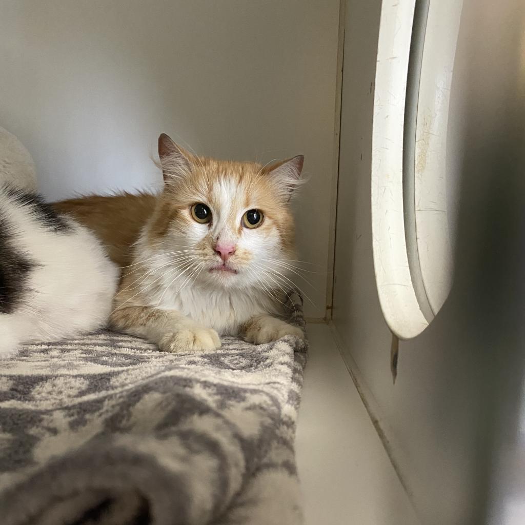 Leo, a Adoptable Domestic Medium Hair in San Pablo, CA image 2/2