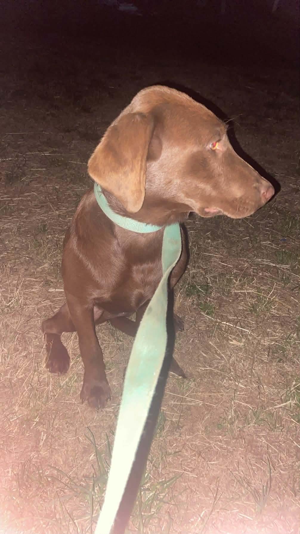 Enlarge Rebel, a ADOPTABLE Chocolate Labrador Retriever in Shelton, WA image 3/5