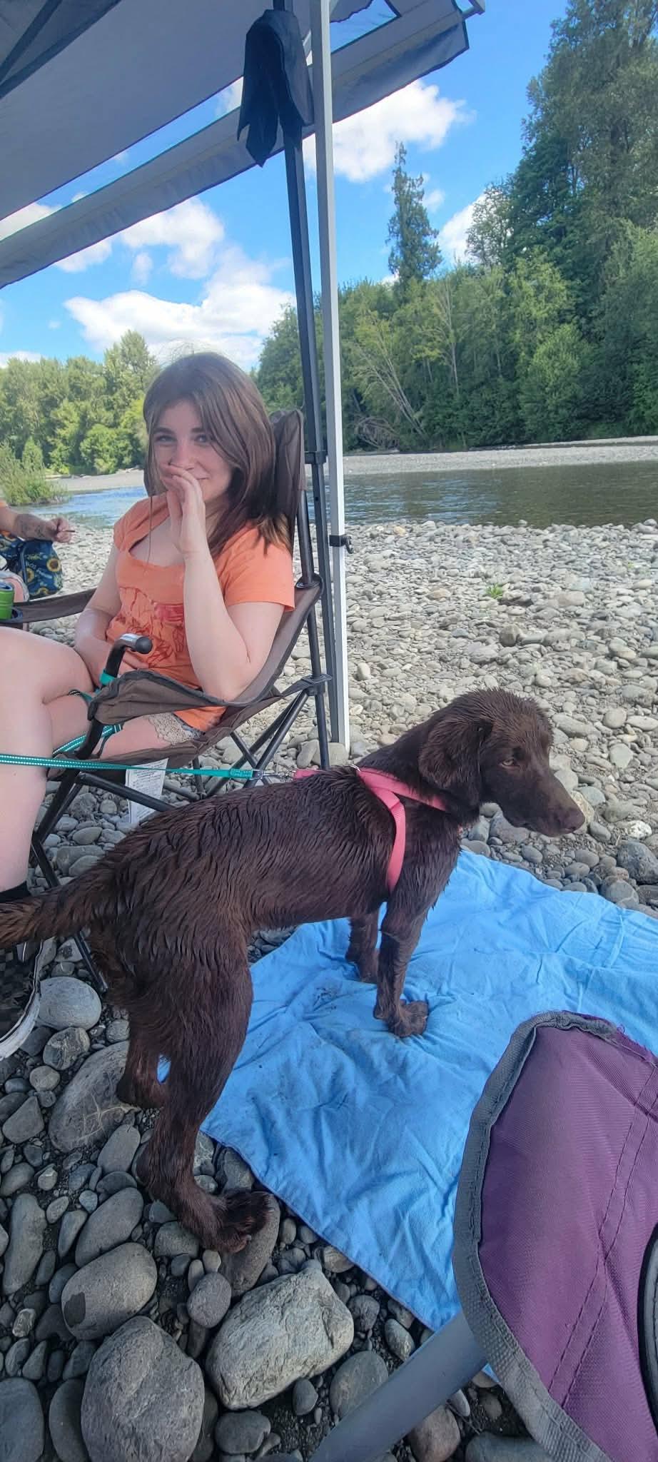 Enlarge Rebel, a ADOPTABLE Chocolate Labrador Retriever in Shelton, WA image 2/5