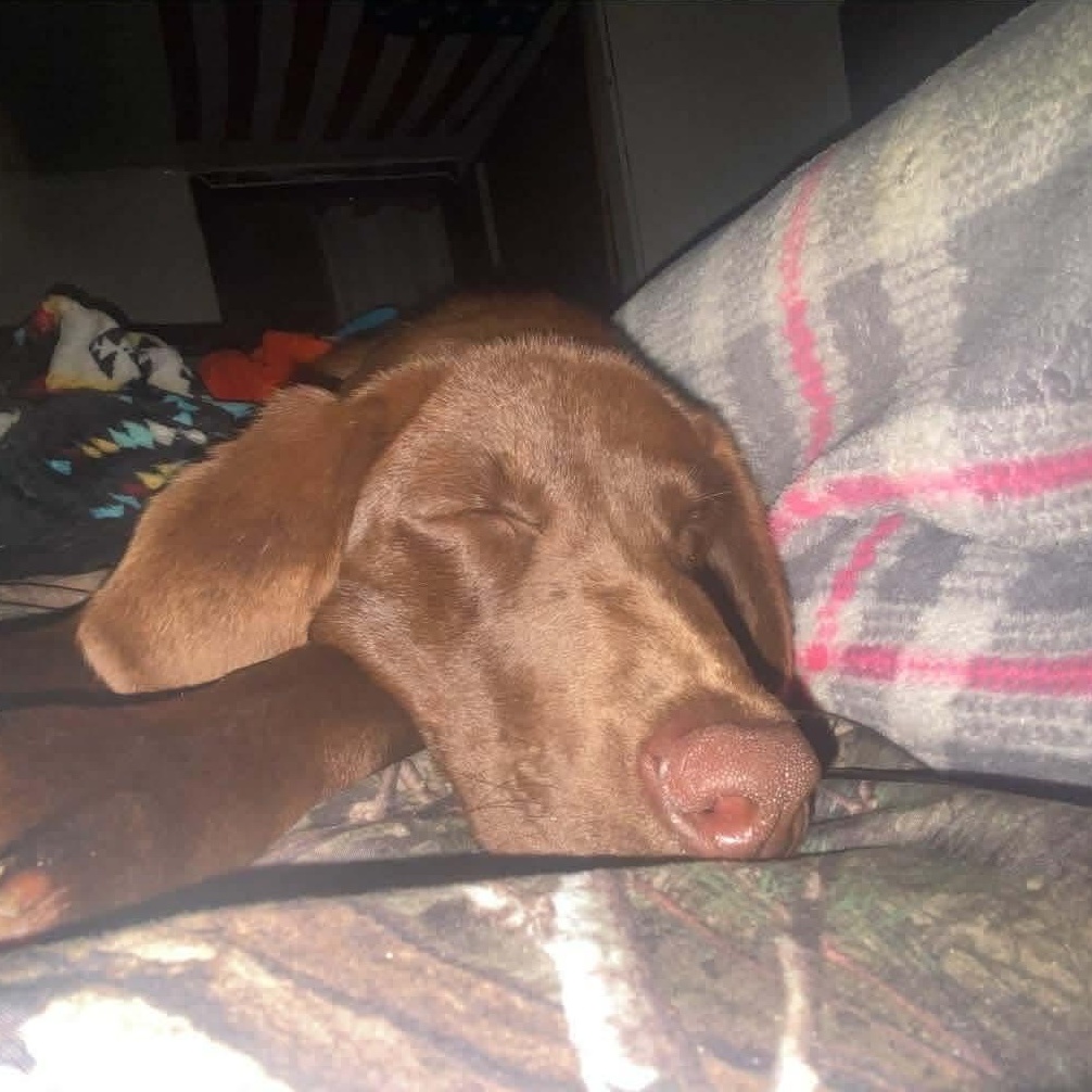 Rebel, ADOPTABLE, Puppy Female Chocolate Labrador Retriever.