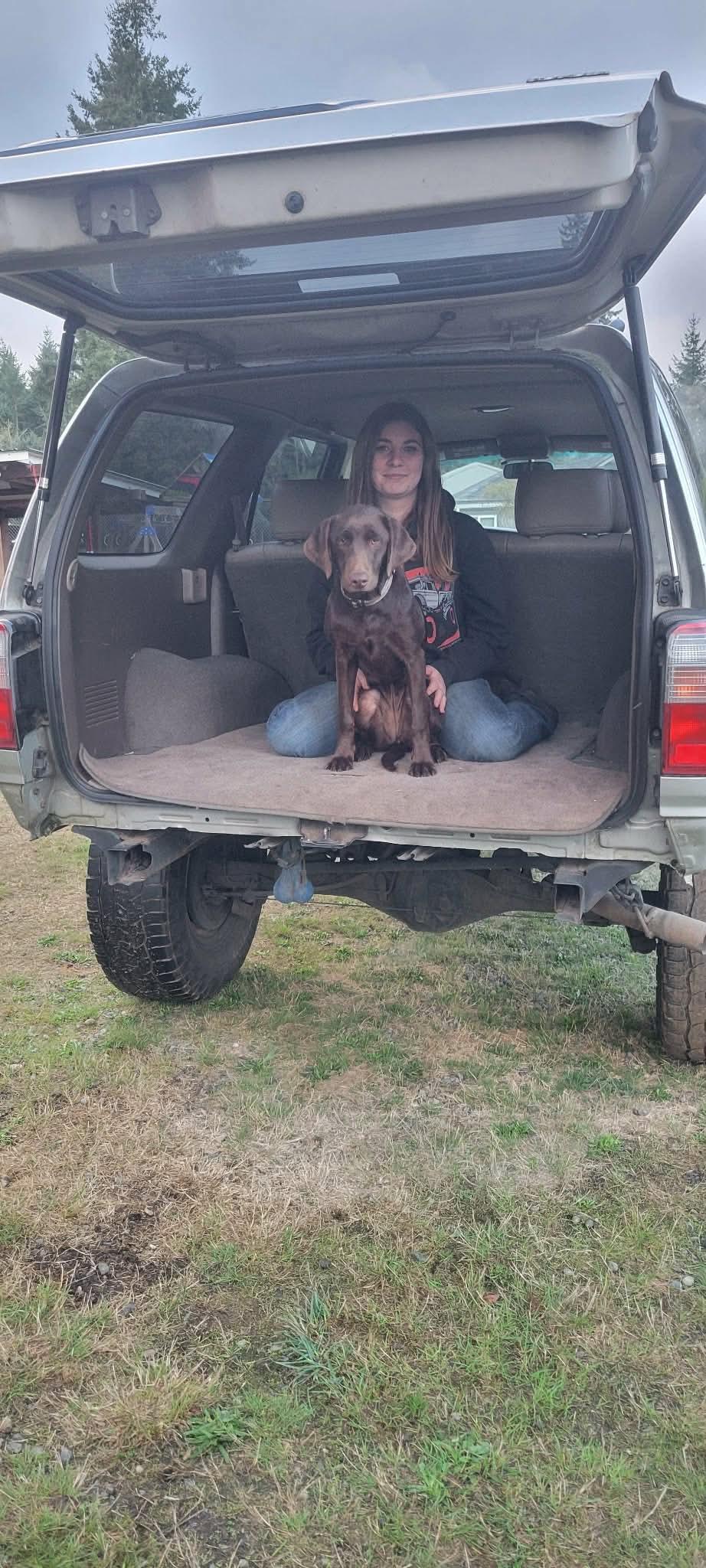 Enlarge Rebel, a ADOPTABLE Chocolate Labrador Retriever in Shelton, WA image 5/5