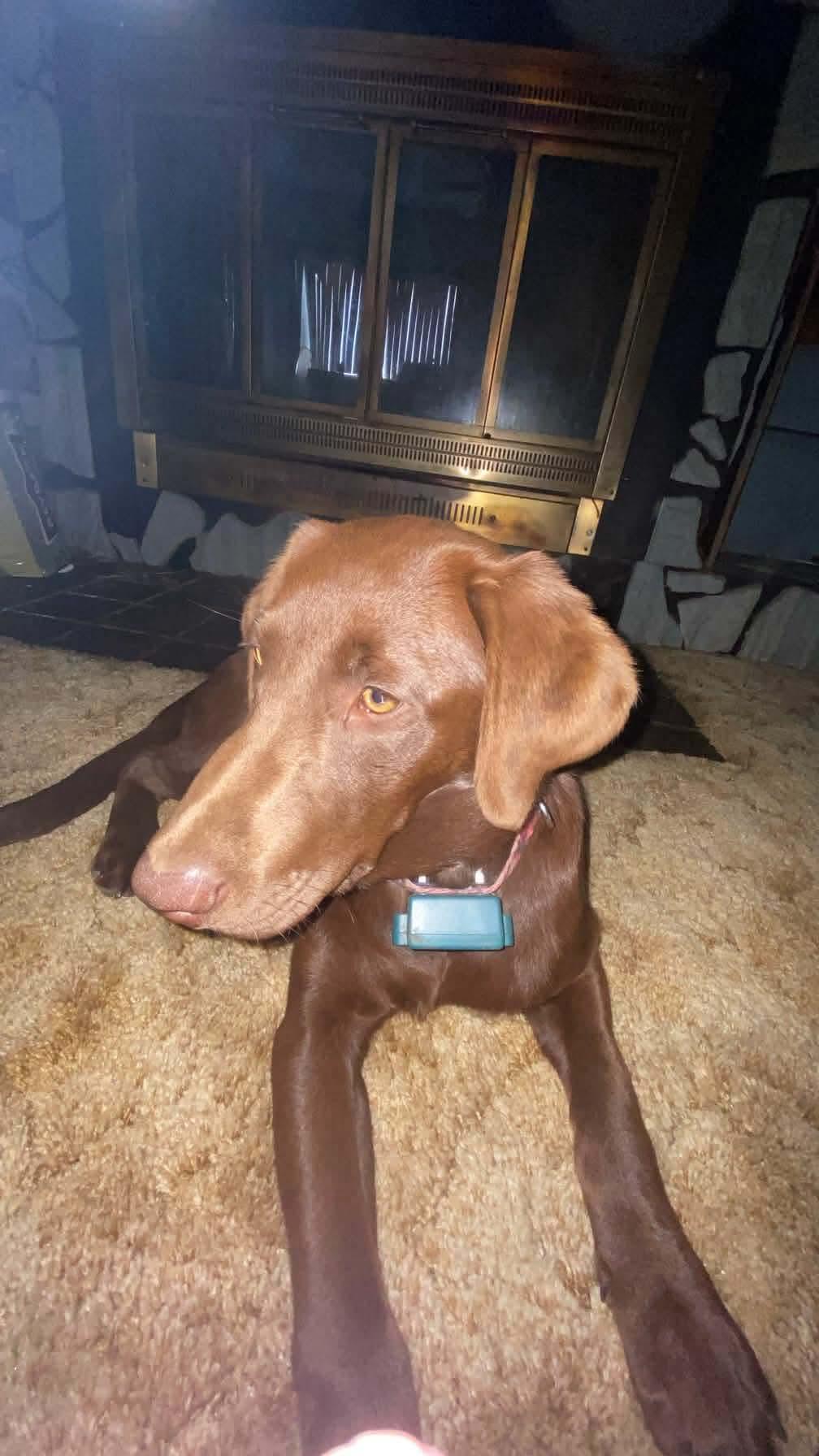 Enlarge Rebel, a ADOPTABLE Chocolate Labrador Retriever in Shelton, WA image 4/5