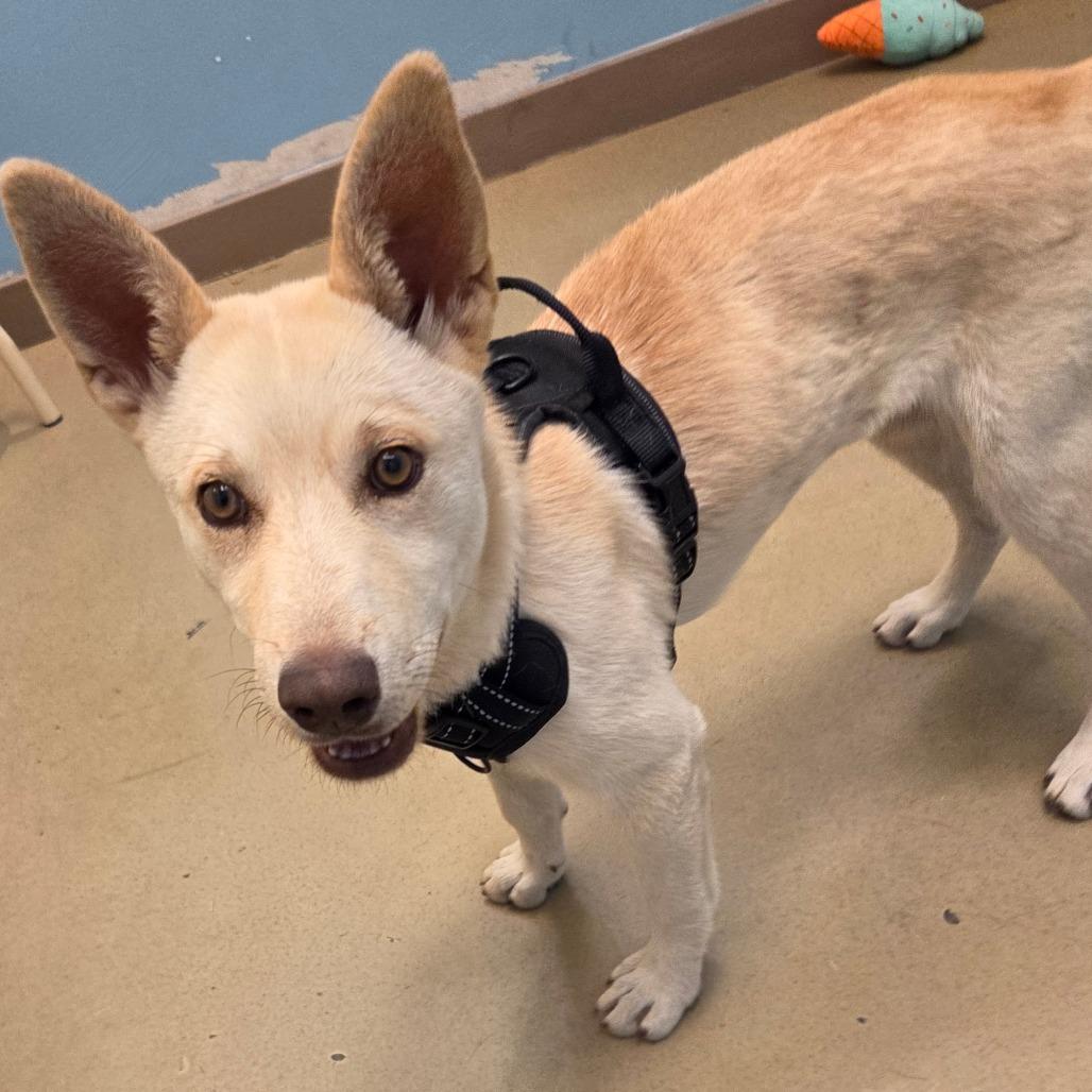 Maria, Adoptable, Puppy Female Mixed Breed.