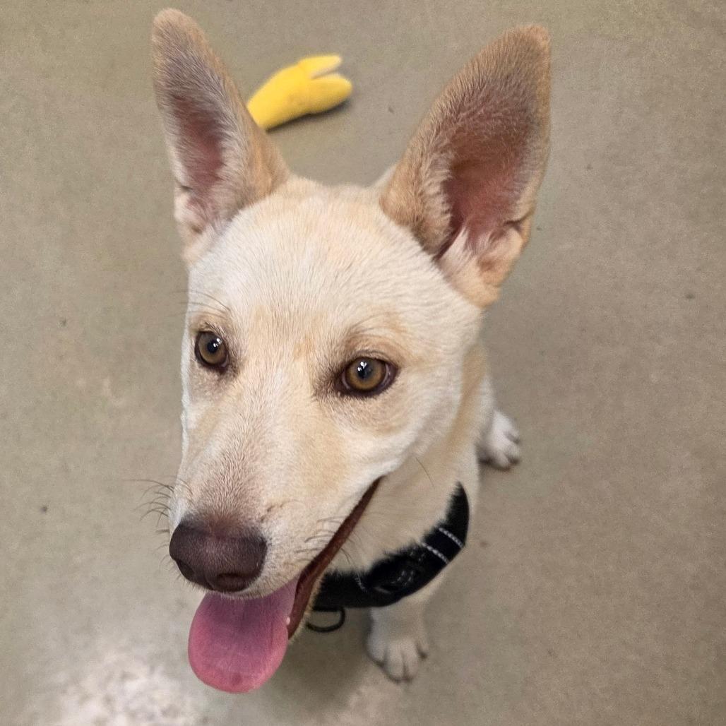 Maria, a Adoptable Mixed Breed in Park City, UT image 2/6
