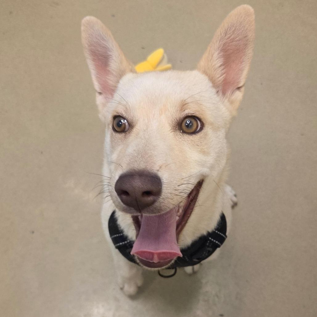 Maria, a Adoptable Mixed Breed in Park City, UT image 6/6