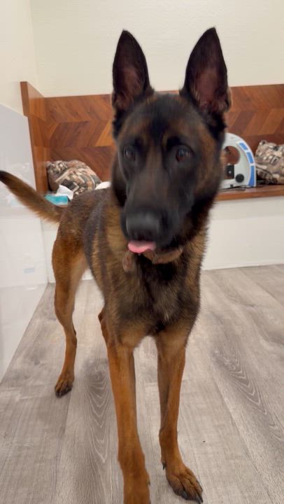 Enlarge Chai, a Adoptable Belgian Shepherd / Malinois in San Diego, CA video 1/4