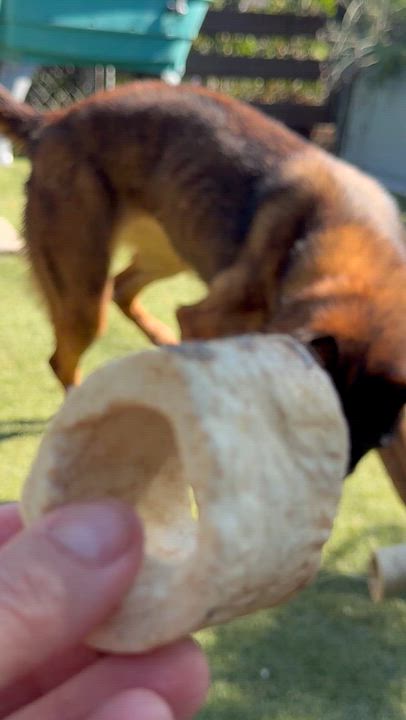 Enlarge Chai, a Adoptable Belgian Shepherd / Malinois in San Diego, CA video 3/4